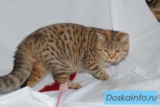 Котик шотландский страйт окраса ШОКОЛАДНОЕ ПЯТНО.