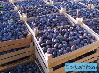 Сливы сорта Стенлей на экспорт из Молдавии