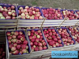 Яблоки сорта Слава Победителям