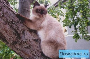 Пропала кошка