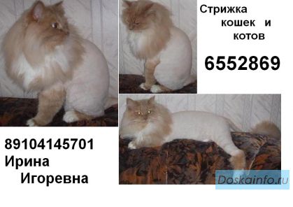 Стрижка кошек,котов,собак.