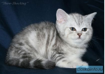 Британские кошечки,(вискас,черный мрамор,черепаховый),п-к'Show-Shocking'