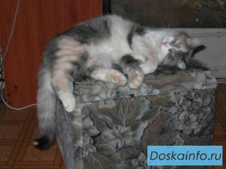 Кошечка ищет добрые руки