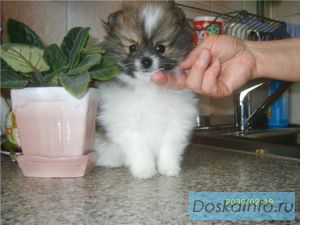 Померанский и немецкий малый шпиц