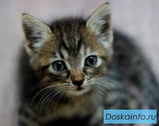 Комочек счастья ищет дом