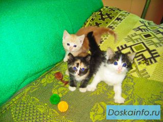 Подарю ласковых котят