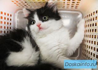 В дар котенок-пуховичок, 2,5 мес
