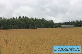 Продаю участок 8 соток рядом с дер. Макеиха. Рузский район 