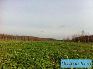 Продаю участок  9 соток в поселке 'Лесная опушка'