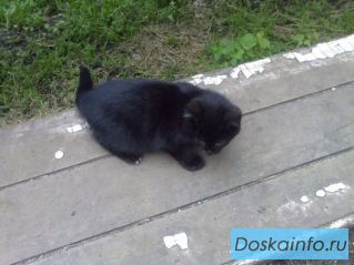 Кошки, котята
