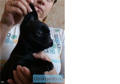 Щенки гриффона и брабансона