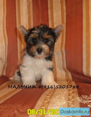 Щенки Бивер Йорка.