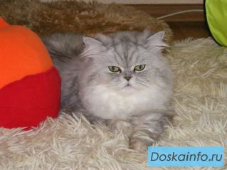 Перс Бонифаций в поиске самого лучшего дома !!!