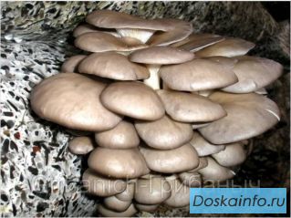 Семена вешенки (комплект)