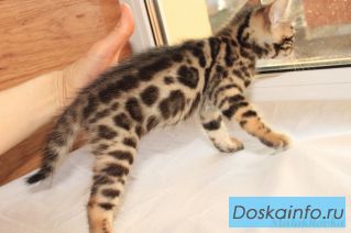 Питомник бенгальских кошек 'Malakhovka'.