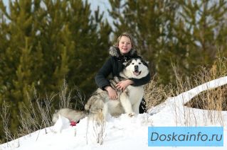 Шикарные щенки аляскинского маламута