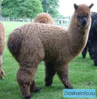  Лама Альпака, Лама Гуанако купить можно у нас 