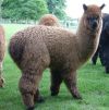  Лама Альпака, Лама Гуанако купить можно у нас 
