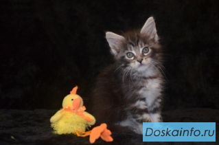 Котята мейн кун от питомника 'Amerkun'