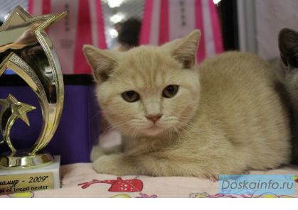 Британские котята из питомника от Чемпиона Мира (клубные)