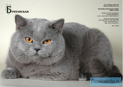 Британский голубой кот.Вязка.Чемпион Мира.