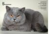 Британский голубой кот.Вязка.Чемпион Мира.
