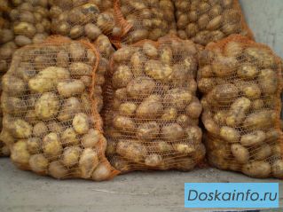 Продаем картофель