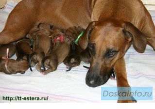 Щенки родезийского риджбека