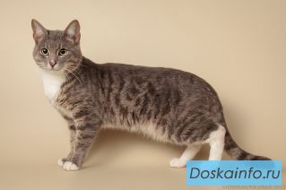 Молодой ласковый веселый котик Савик в добрые руки.