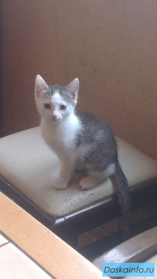 Эльфик Гоша, 2 мес В ДАР!