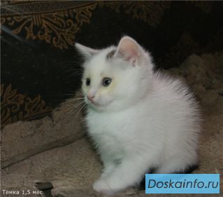 Белый котик