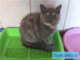 Персидские  кошечки
