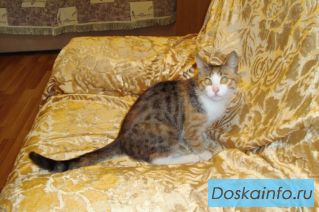 В дар прелестная нежная кошечка Фенечка! 8-10 мес