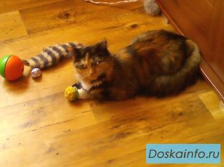 Потерялась кошка