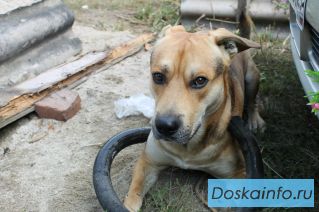 Пропажа собаки