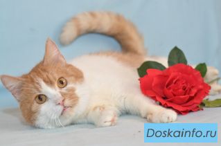 Ласковый котик Симон в добрые руки.