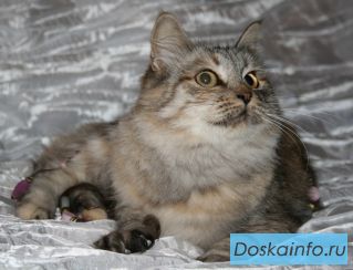 Милая Маша, ласковая кошечка в  теплый дом!