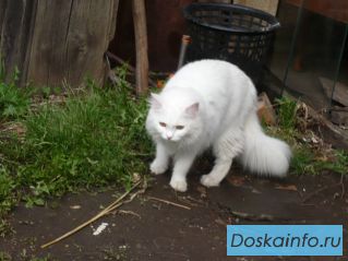Пропала кошка