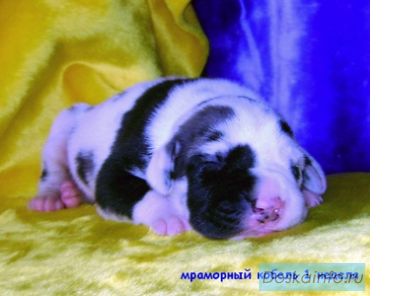 Щенок немецкого дога