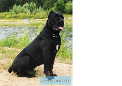 Кане корсо щенки черного и черно-тигрового окраса