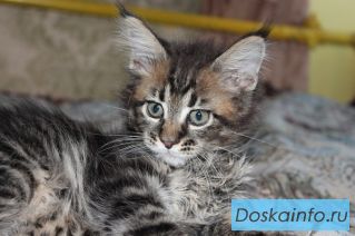 Мейн-кун, котята!