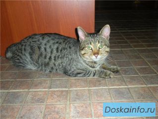 Отдам кота в хорошие руки