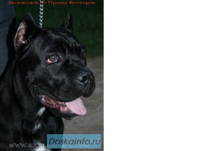 Щенки кане корсо