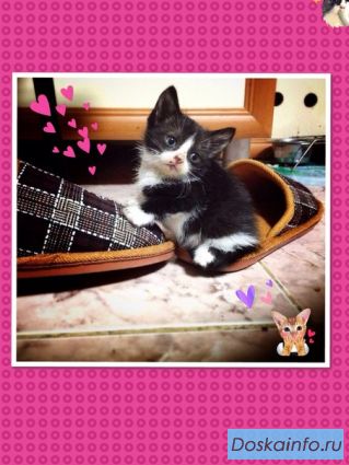 ОТДАМ ХОРОШИХ  КОТЯТ В ХОРОШИЕ РУКИ