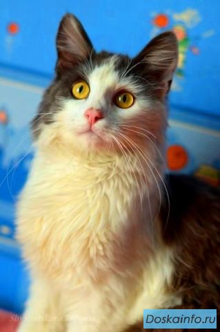 Замечательный кот Мишка в самые добрые ручки