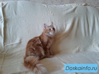 Кошечка в добрые руки.