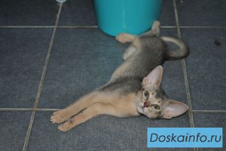 Абиссинский котенок голубого окраса!