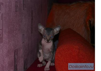 Продам очаровательных лысых котят