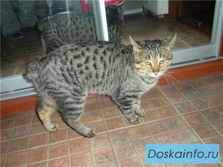 Отдам кота в хорошие руки(пиксибоб)