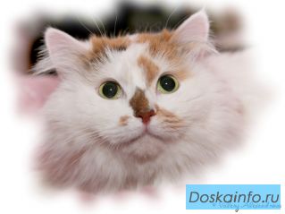 Зеленоглазая плюшка ищет дом